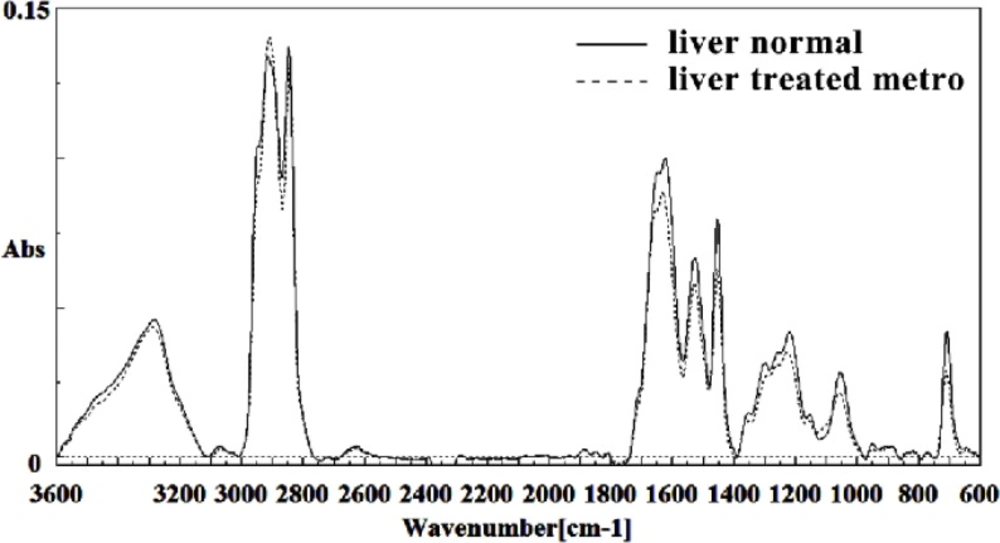 Mid-infrared spectra of normal (solid line) and Metronidazole treated (dot line) liver sections in the 600–3600 cm<sup>–1</sup> wave number region