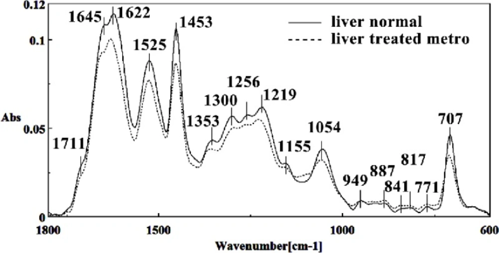 Mid-infrared spectra of normal (solid line) and Metronidazole treated (dot line) liver sections in the 600–1800 cm<sup>–1</sup> wave number region