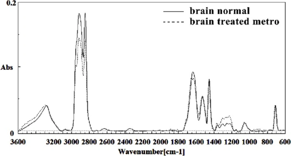 Mid-infrared spectra of normal (solid line) and Metronidazole treated (dot line) brain sections in the 600–3600 cm<sup>–1</sup> wave number region