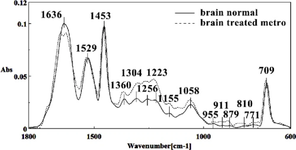 Mid-infrared spectra of normal (solid line) and Metronidazole treated (dot line) brain sections in the 600–1800 cm<sup>–1</sup> wave number region