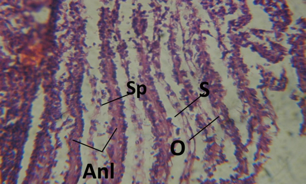 T.S. in control B. <i>alexandrina</i> (Hermaphrodite region). Anl= ancel's layer Sp= sperms S= spermatocytes O= oocyte X= 200