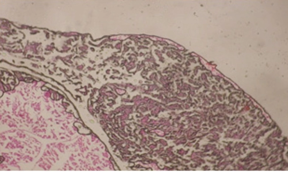 T.S. in treated B. <i>alexandrina</i> with 10 ppm leaves extract (digestive acini). X= 200
