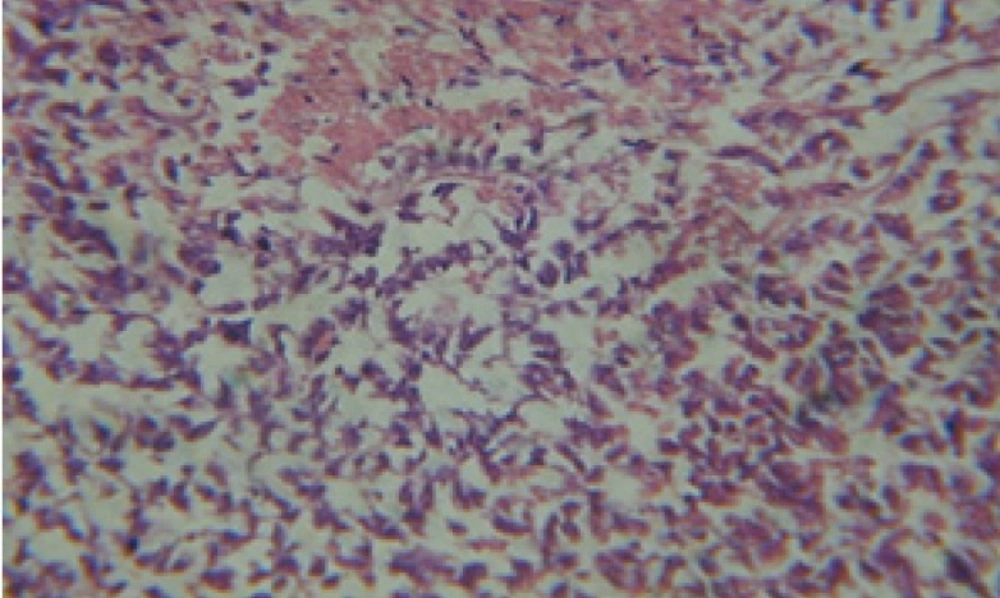 T.S. in control B. <i>alexandrina</i> showing digestive epithelia. X = 200