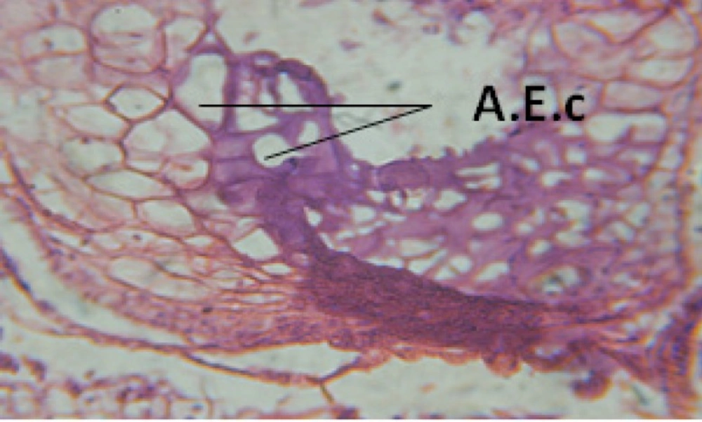 T.S. in treated B. <i>alexandrina</i> with 40 ppm fruits extract showing digestive epithelia. A.E.c: evacuated epithelial cells X = 200