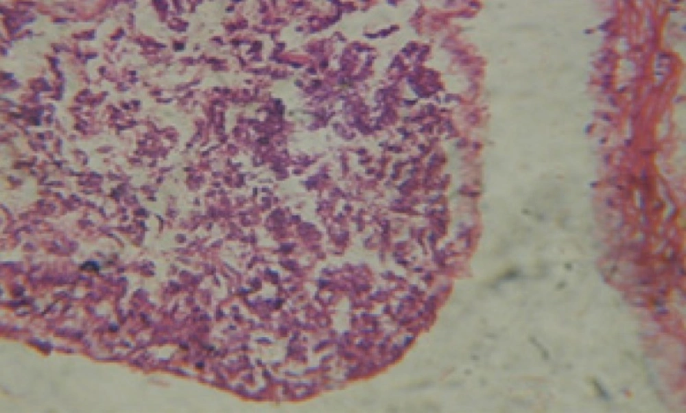 T.S. in treated B. alexandrina with 20 ppm bark extract showing digestive epithelia. X = 200.