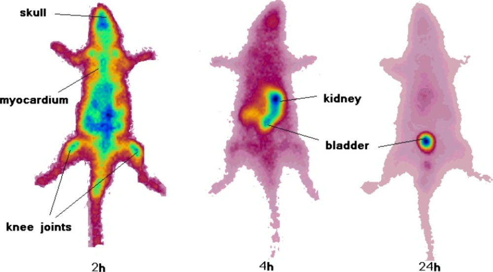 SPECT images of <sup>67</sup>Ga-TDMPP (90 MBq, 22 μCi) in wild-type rats 2, 4 and 24 h post injection