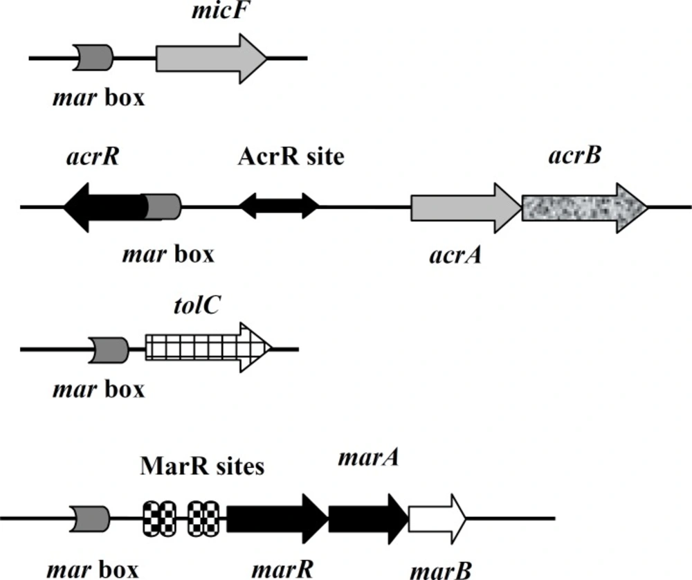 Operons and genes under the positive control of MarA and negative control of AcrR and MarR. Modified and adapted from Dzwokai <i>et al</i> (12).