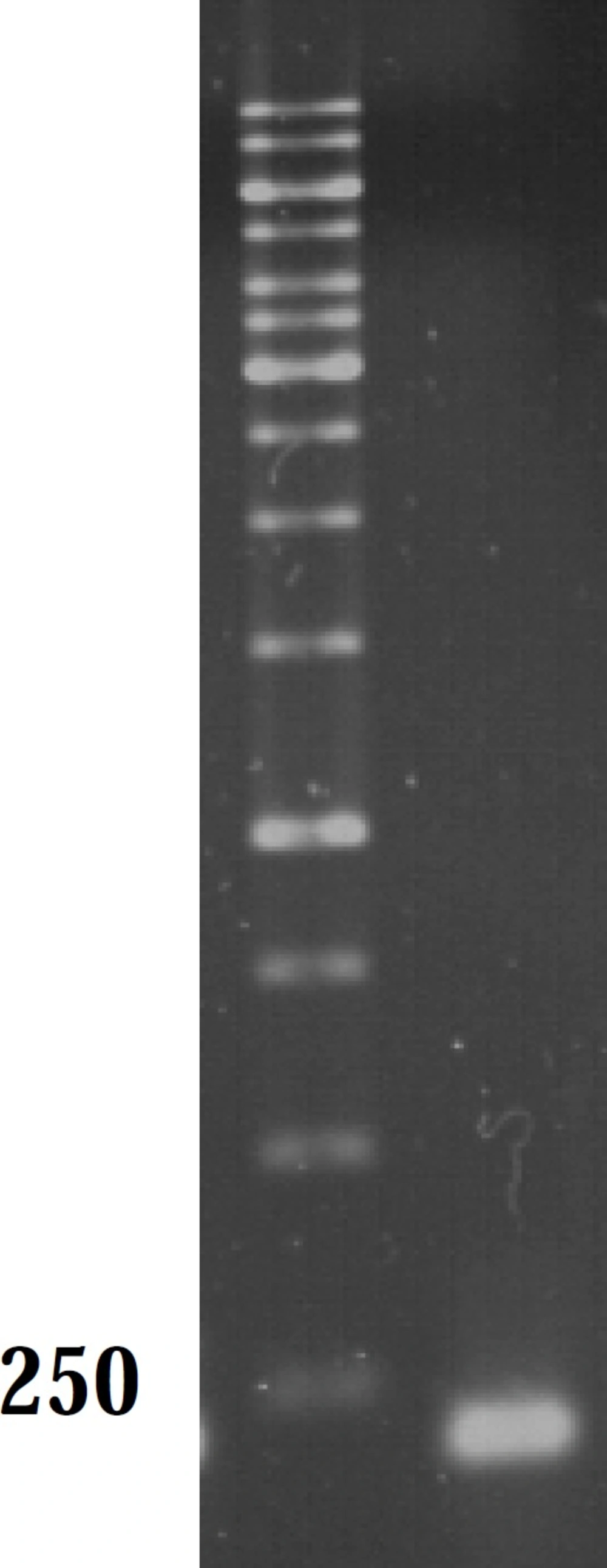 Gel analysis of PCR product. Lane M and A contain 1 kb DNA ladder and <i>marA</i> PCR product, respectively