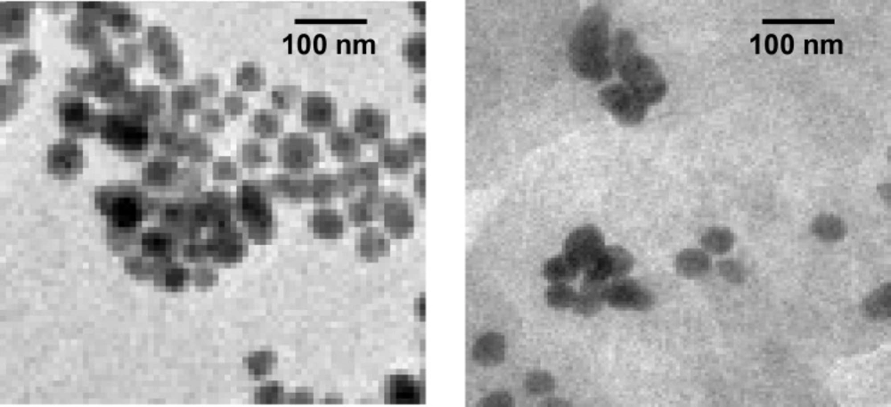 (a) TEM of EC/Cis-Au; (b) TEM of EC/Cis-Fe<sub>3</sub>O<sub>4</sub>.