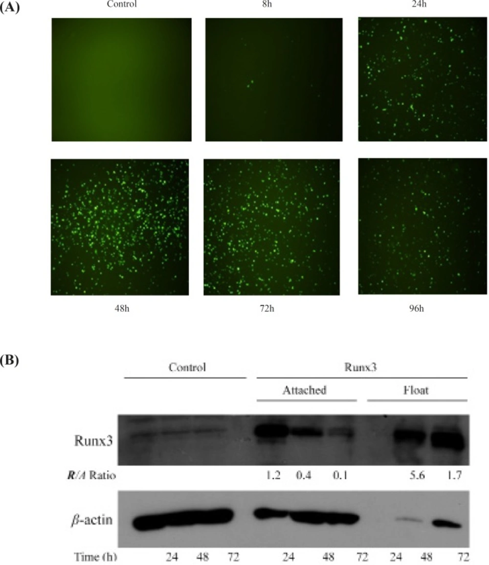 The expression of Runx3 in AGS cells AGS cells were transfected with Runx3/EGFP and compared with untransfected cells (Control). (A) The green fluorescent of EGFP expression was evaluated 8-96 h after transfection. (B) Runx3 protein expression was determined 24, 48 and 72 h after transfection by western blotting analysis in attached and floating cells. <i>β</i>-actin was used as internal control and expression ratios of Runx3 to <i>β</i>-actin (R/A) are shown