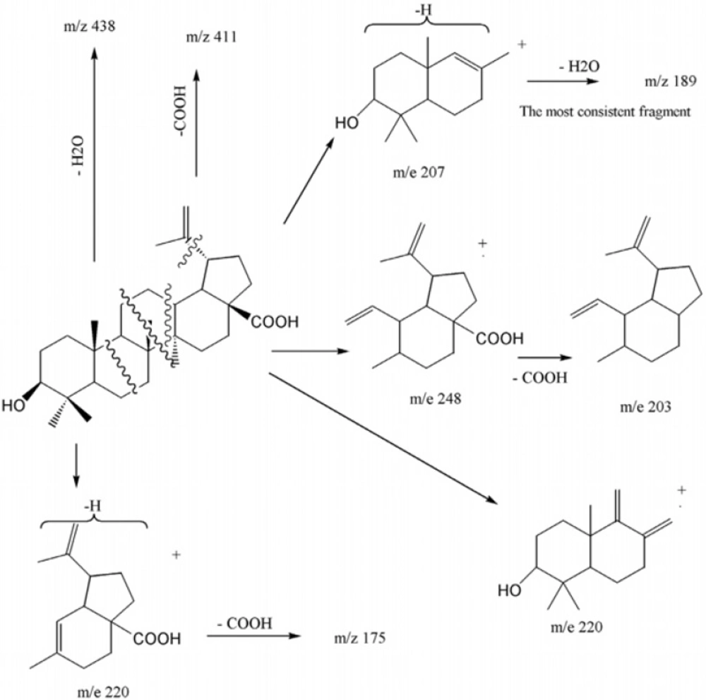 EI-Mass fragmentation pattern of Betulinic acid