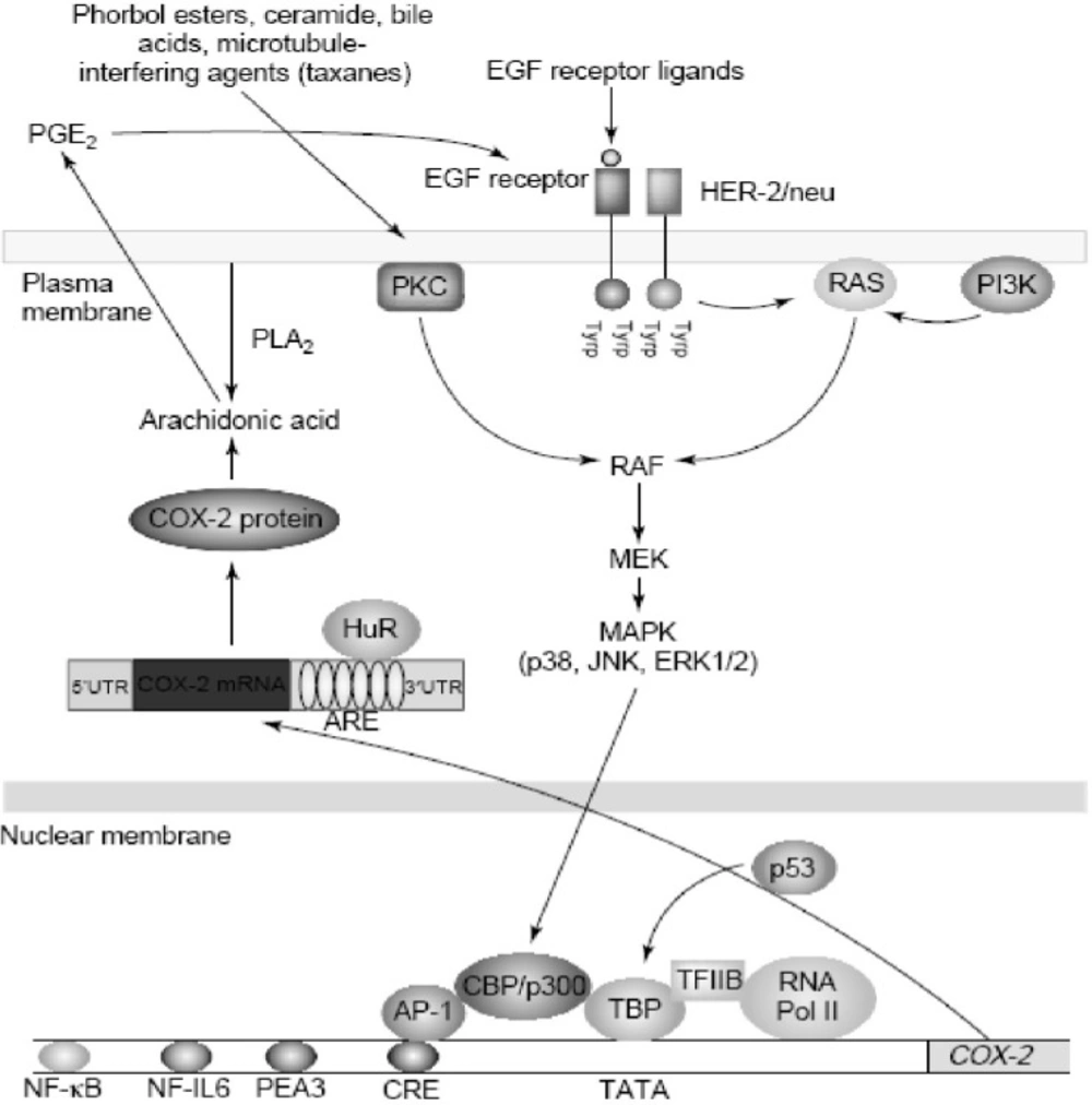 Regulation of cyclooxygenase 2 (COX-2) in cancer.COX-2 is induced by a variety of stimuli including oncogenes (HER-2/neu), growth factors (epidermal growth factor (EGF)), tumor promoters (phorbol esters and bile acids) and chemotherapy (taxanes). Stimulation of either protein kinase C (PKC) or RAS signaling enhances mitogen-activated protein kinase (MAPK) activity, which in turn, activates the transcription of COX-2. Several transcription factors, including activator protein 1 (AP-1) and nuclear factor kB (NF-kB), mediate the induction of COX-2. By contrast, wild-type p53 suppresses transcription of COX-2. COX-2 is also regulated by post-transcriptional mechanisms. The 30-untranslated region (30UTR) of COX-2 mRNA contains a series of sequences (AUUUA) known as AU-enriched elements (AREs) that confer the message instability. Augmented binding of HuR, an RNA-binding protein, to these elements is responsible, at least in part, for increased stability of COX-2 mRNA in tumors. In addition, prostaglandin E2 (PGE2) induces COX-2 by activating the tyrosine kinase activity of the EGF receptor, but it is not known whether this positive feedback mechanism is relevant in human tumors. Abbreviations: CBP, CREB binding protein; CRE, cAMP response element; ERK, extracellular signal regulated kinase; JNK, Jun N-terminal kinase; MEK, MAPK kinase; NF-IL6, nuclear factor interleukin 6; PEA3, polyomavirus enhancer activator 3; PI3K, phosphatidylinositol 3-kinase; PLA2, phopholipase A2; RNA Pol II, RNA polymerase II; TBP, TATA-binding protein (derived from (<a href="#B46">46</a>)).