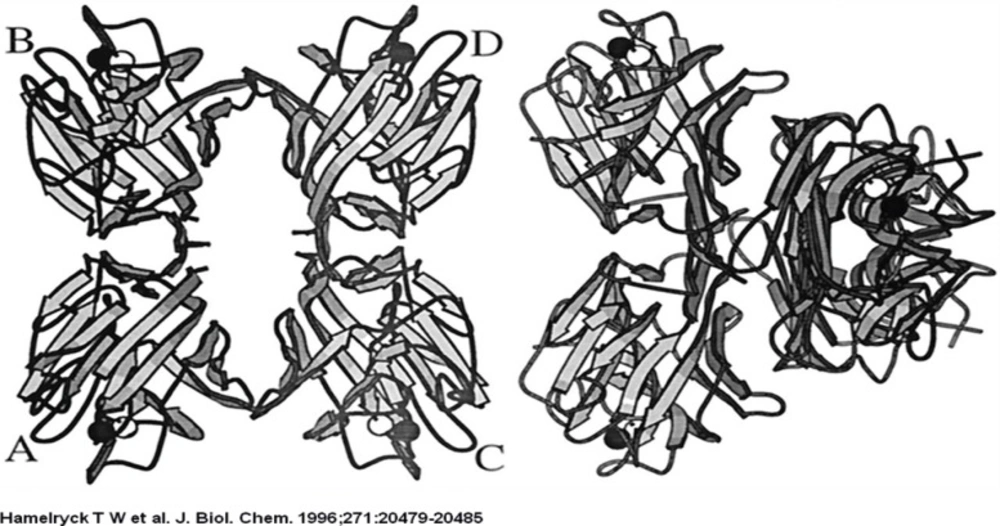Comparison between ConA and PHA-L