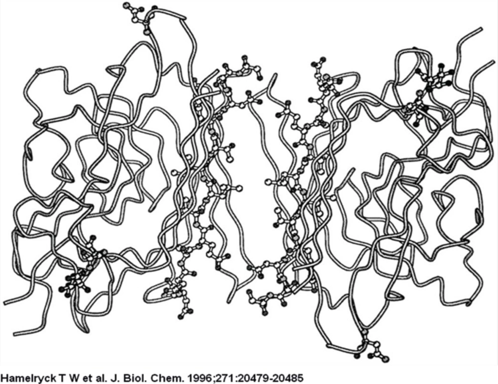 A view from the center of the molecule to the dimer-dimer interface on the putative adenine binding site between dimers A and C