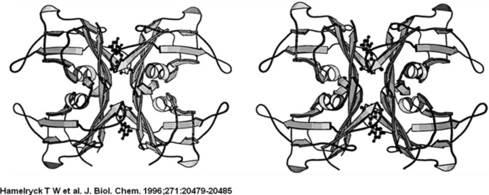 Stereo figure of the transthyretin tetramer complex with 3′,5′-dibromo-2′,4,4′,6-tetrahydroxyaurone, a flavone derivate