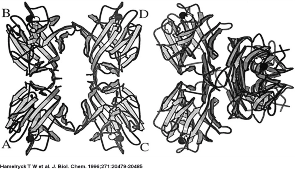 Comparison between ConA and PHA-L