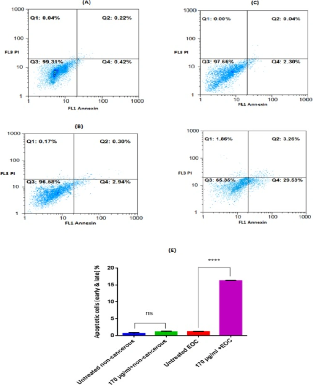 Analysis for Annexin-V and PI staining of non-cancerous and EOC Cells Incubated with F1 extract (170 μg/mL) for 12 h. Only Annexin V, positive (+) and PI, negative (−) cells were defined as apoptotic. A (untreated non-cancerous cells, Annexin V+/PI− = 0.42%), B (non-cancerous cells after 12h exposure of F1 fraction, Annexin V+/PI− = 2.94%), C (untreated EOC cells, Annexin V+/PI− = 2.30%), D (EOC cells after 12 h exposure of F1 fraction, Annexin V+/PI− = 29.53%). Q1: % necrotic cells, Q2: % late apoptotic cells, Q3: %Live cells, Q4: %early apoptotic cells. The summarized apoptotic data (early & later) was demonstrated at graph (E). Results are expressed as means ± SD (n = 5), **** <i>P </i>< 0.0001 vs. untreated non-cancerous cells