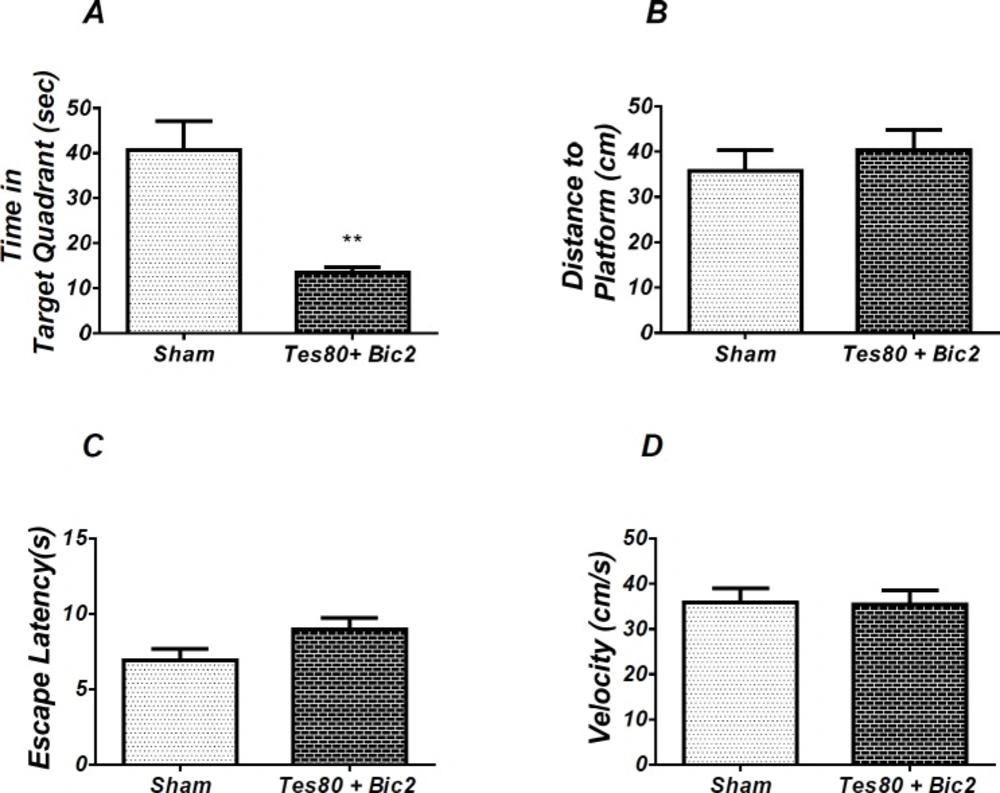 Effect of testosterone + bicuculline on probe test spatial learning and memory and visible test. There was significant decrease in time spent in the target quadrant in animal received testosterone + bicuculline compared to the sham operated group (** <i>P</i> < 0.01) (A). No significant difference was observed in the distance to platform (B). In visible platform test, there were no significant differences in escape latency (C) and velocity (D). <i>T</i>-test (un-paired) analysis was used and <i>P</i> < 0.05 was considered to be statistically significant. (n = 6-8 for each group)