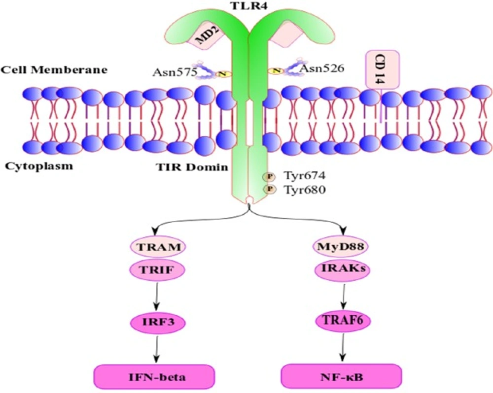 A schematic representation of Structure of TLR4/MD-2 complex and its signaling after activation