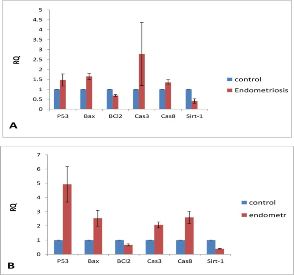 (A) The expression of p53, Bax, BCl2, caspase 3, caspase 8 and Sirt-1 in EEE cells and (B) NE cells exposed to 200 μM noscapine