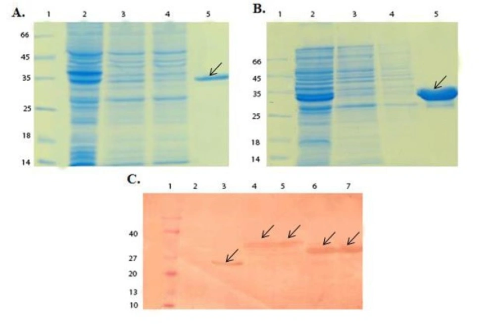 SDS-PAGE and Western blot analysis of GST-chimeric protein and GST-p28 purification. (A) SDS-PAGE analysis of GST- chimeric protein purification. Lane 1; Molecular weight protein marker (26610, Fermentase), Lane 2; Supernatant before applying to the column, Lane 3 and 4; Supernatant after applying to the column, Lane 5; Elution of GST- chimeric protein with 10 mM glutathione. The theoretical MW of the GST-p28 is about 36.5 kDa. Arrow indicated the purified GST-chimeric protein. (B) SDS-PAGE analysis of GST-p28 purification. Lane 1; Molecular weight protein marker26610) , Fermentase), Lane 2; Supernatant before applying to the column Lane 3; Supernatant after applying to the column Lane 4; GST-p28 after elution with the reduced glutathione. The theoretical MW of the GST-p28 is about 32.6 kDa. (C) Western blot analysis of GST, GST-chimeric protein, and GST-p28. Lane 1; Molecular weight protein marker (BM0066, FMC.Bioproducts), Lane 2; Uninduced pGEX, Lane 3; Induced pGEX, Lane 4 and 5; Induced GST- chimeric protein, Lane 6 and 7; Induced GST-p28