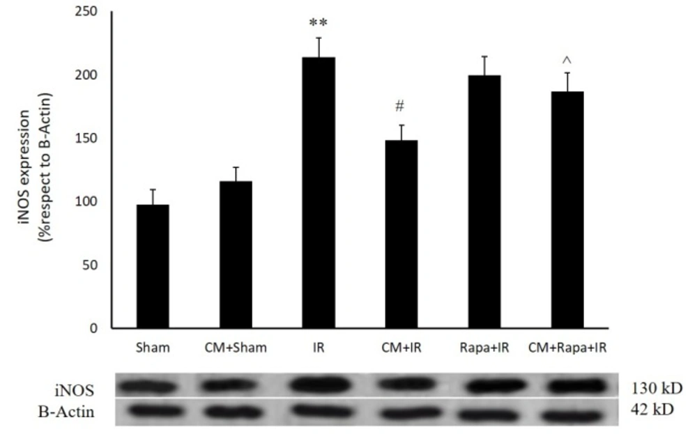 Inducible nitric oxide synthase (iNOS) protein expression in the different groups