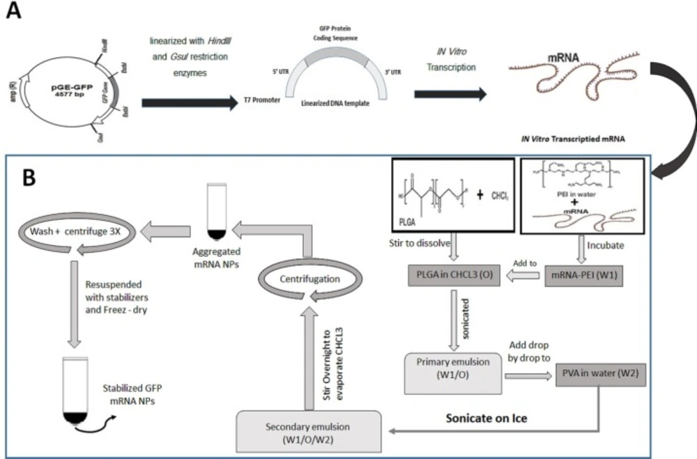 Schematic diagram demonstrating preparation and synthesis of GFP mRNA- encapsulated poly (D, L -lactide- <i>co </i>-glycolide) (PLGA) nanoparticles. (A) Preparation of mRNA transcript encoding GFP protein. (B) Synthesis of GFP mRNA- encapsulated PLGA nanoparticles using a double-emulsion solvent evaporation (W1/O/W2) technique