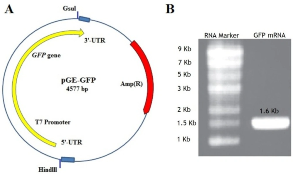 (A) The pGE-GFP plasmid containing <i>GFP </i>gene and cis-acting flanking structures such as T7 promoter, the 5 and 3un-translated regions (UTRs) adjacent the ORF. At the beginning and the end of the sequence containing the GFP gene, two restriction enzymes <i>Hindlll </i>and <i>Gsul </i>have been placed. (B) The GFP mRNA transcript with a length of about 1.6 kb shown on an agarose gel 1.1%. Marker Column: RNA marker with a length of 0.5-9 kb