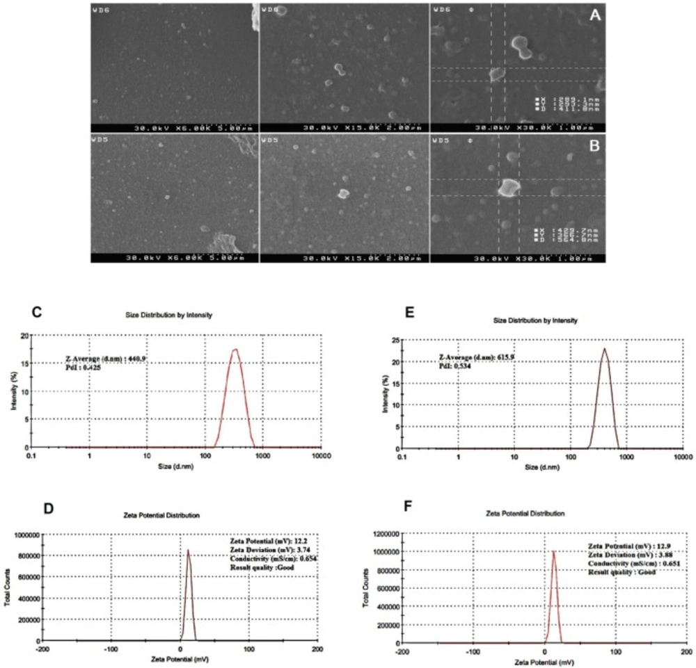 Characterization of PLGA/PEI nanoparticle. Scanning electron microscope (SEM) images showing the spherical morphology of PLGA/PEI nanoparticles (A) Blank PLGA/PEI and (B) mRNA-encapsulate PLGA/PEI. (C) size and (D) zeta potential of Blank PLGA/PEI nanoparticle, (E) size and (F) zeta potential of GFP-encapsulate PLGA/PEI nanoparticle. The images show the values associated with one measurement. Measurements were repeated three times for the formulation of each nanoparticle