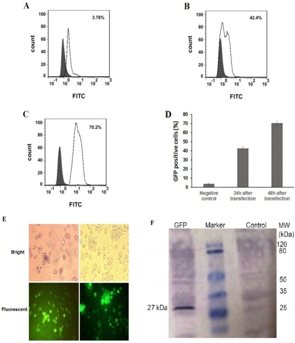 Flow cytometry analysis, fluorescence microscopic images and western blotting of GFP PLGA/PEI NPs-treated moDC cells. GFP PLGA/PEI nanoparticles were added to the cell culture media at the final concentration of 5 μg/mL and GFP protein expression was measured 24-48 h post treatment. (A-D) flow cytometry analysis of GFP PLGA/PEI NPs-treated moDCs. (A) As a control, moDCs only treated with PBS buffer (Negative Control). (B and C). Percentage of GFP positive moDCs were transfected with PLGA/PEI NPs encapsulation of GFP mRNA 24 h and 48 h after transfection respectively. The percentage number in the fluorescence- activated cell sorting profile represents the percentage of GFP-expressing cells sorted within a prefixed gate region. (D) The comparison percentage of GFP positive moDCs in control negative and after transfection of moDCs with PLGA/PEI NPs encapsulation of GFP mRNA. The results represent the mean ± SD (n = 3 for one of three independent experiments). <i>P </i>< 0.05 by One-way analysis of variance as compared with the corresponding controls. (E) GFP expression in moDCs using fluorescence microscopy. Immature moDCs were transfected with PLGA/PEI NPs encapsulation of GFP mRNA and were analyzed for GFP protein expression 48 h after transfection. GFP protein expressed in moDCs have been indicated in fluorescent microscopy fields (Down). (F) Western blotting for detect expression of GFP protein in moDCs 48 h after transfection by PLGA/PEI NPs encapsulation of GFP mRNA. The right line of marker is protein extract from the un-transfected DCs as negative control and the left line of marker is GFP protein with the expected molecular mass (27 kDa) in the DCs extract