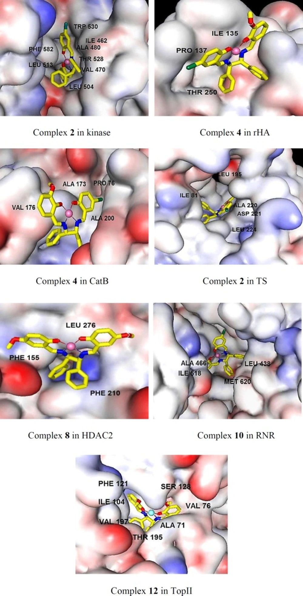 The binding mods of the best inhibitor of the various related targets as predicted by docking method. The main residues involved in hydrophobic interactions were shown