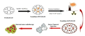 Cover image of the article: The Preparation, Biodistribution, and Dosimetry of Encapsulated Radio-Scandium in a Dendrimer for Radio-nano-pharmaceutical Application