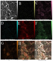 Spectrofluorimetric Method for Monitoring Methotrexate in Patients’ Plasma Samples and Cell Lysates Using Highly Fluorescent Carbon Dots