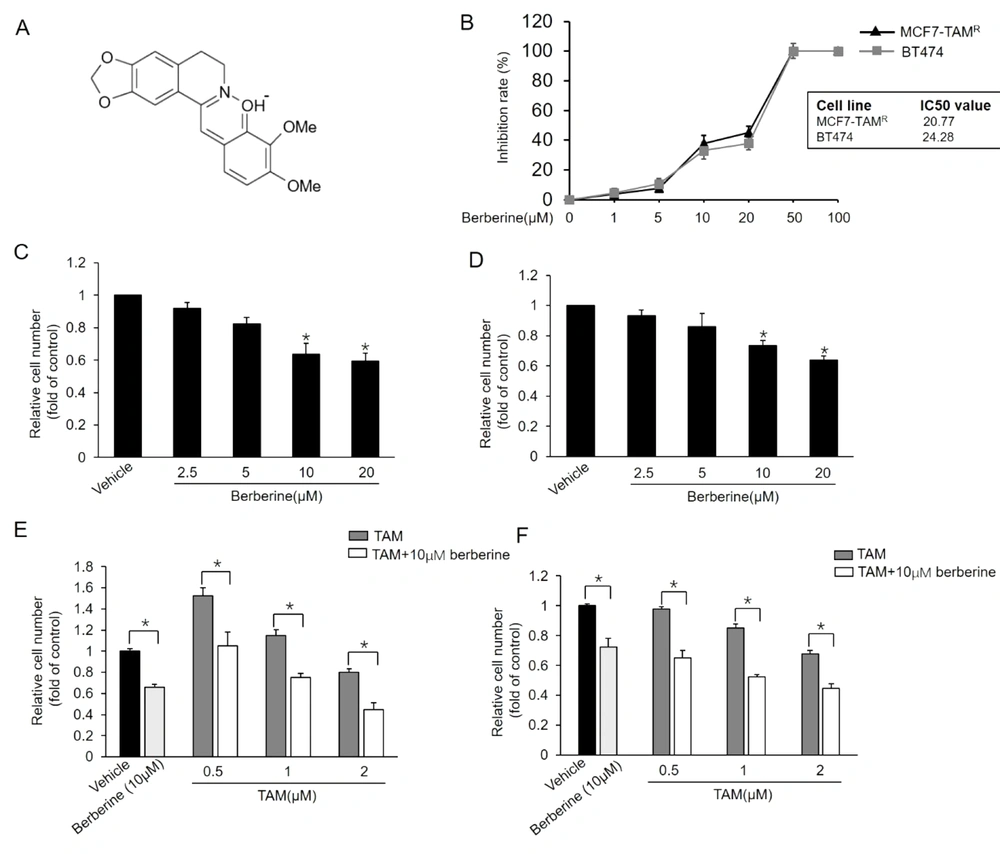 Sensitization of MCF7-TAM<sup>R</sup> and BT-474 breast cancer cells to TAM by berberine; A, Chemical structure of berberine; B, Inhibitory effects of different doses of berberine on the viability of MCF7-TAM<sup>R</sup> and BT-474 cells; C and D, Effect of different doses of berberine on the growth of MCF7-TAM<sup>R</sup> (A) and BT-474 (B) Cells; *P < 0.05 vs. vehicle; E and F, Effects of combined treatment with berberine and TAM on the growth of MCF7-TAM<sup>R</sup> (E) and BT-474 (F). Cells were treated with various concentrations of TAM with or without berberine for 7 days, and the numbers of surviving cells were counted. *P < 0.05 Each point represents the mean ± standard error of the mean of three independent experiments. Sensitization of MCF7-TAM<sup>R</sup> and BT-474 breast cancer cells to TAM by berberine; A, Chemical structure of berberine; B, Inhibitory effects of different doses of berberine on the viability of MCF7-TAM<sup>R</sup> and BT-474 cells; C and D, Effect of different doses of berberine on the growth of MCF7-TAM<sup>R</sup> (A) and BT-474 (B) Cells; *P < 0.05 vs. vehicle; E and F, Effects of combined treatment with berberine and TAM on the growth of MCF7-TAM<sup>R</sup> (E) and BT-474 (F). Cells were treated with various concentrations of TAM with or without berberine for 7 days, and the numbers of surviving cells were counted. *P < 0.05 Each point represents the mean ± standard error of the mean of three independent experiments.