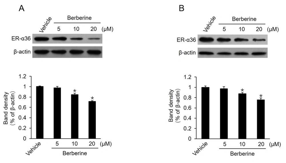 Downregulation of estrogen receptor (ER)-α36 expression in MCF7-TAM<sup>R</sup> and BT-474 cells by berberine; cells maintained in phenol red-free medium with 2.5% charcoal-stripped fetal calf serum treated with vehicle dimethyl sulfoxide and the indicated concentrations of berberine for 24 hours; performing western blot analysis to examine the expression of ER-α36 in MCF7-TAM<sup>R</sup> cells (A) and BT-474 cells (B). All membranes were stripped and reprobed with a β-actin antibody to ensure equal loading. The columns and bars represent the means of three experiments and the standard error of the mean, respectively (*P < 0.05 vs. control cells treated with vehicle). Downregulation of estrogen receptor (ER)-α36 expression in MCF7-TAM<sup>R</sup> and BT-474 cells by berberine; cells maintained in phenol red-free medium with 2.5% charcoal-stripped fetal calf serum treated with vehicle dimethyl sulfoxide and the indicated concentrations of berberine for 24 hours; performing western blot analysis to examine the expression of ER-α36 in MCF7-TAM<sup>R</sup> cells (A) and BT-474 cells (B). All membranes were stripped and reprobed with a β-actin antibody to ensure equal loading. The columns and bars represent the means of three experiments and the standard error of the mean, respectively (*P < 0.05 vs. control cells treated with vehicle).