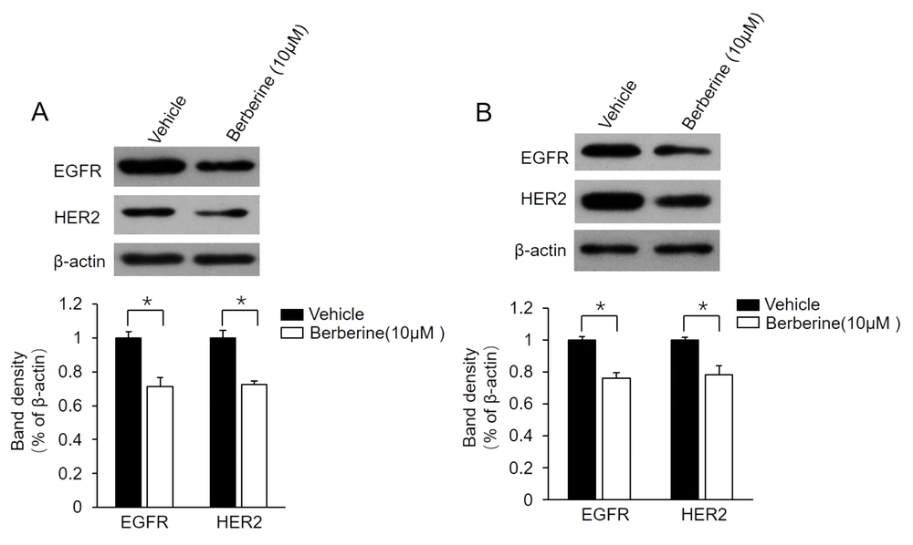 Suppression of epidermal growth factor receptor (EGFR)/human epidermal growth factor receptor 2 (HER2) expression in MCF7-TAM<sup>R</sup> and BT-474 cells by berberine; MCF7-TAM<sup>R</sup> (A) and BT-474 (B) cells treated with 10 μM berberine for 48 hours. Cell lysates were subjected to western blot analysis with an antibody against EGFR or HER2. The membrane was stripped and reprobed with a β-actin antibody to ensure equal loading. The columns and bars represent the means of three experiments and the standard error of the mean, respectively (*P < 0.05 vs. control cells treated with vehicle dimethyl sulfoxide). Suppression of epidermal growth factor receptor (EGFR)/human epidermal growth factor receptor 2 (HER2) expression in MCF7-TAM<sup>R</sup> and BT-474 cells by berberine; MCF7-TAM<sup>R</sup> (A) and BT-474 (B) cells treated with 10 μM berberine for 48 hours. Cell lysates were subjected to western blot analysis with an antibody against EGFR or HER2. The membrane was stripped and reprobed with a β-actin antibody to ensure equal loading. The columns and bars represent the means of three experiments and the standard error of the mean, respectively (*P < 0.05 vs. control cells treated with vehicle dimethyl sulfoxide).