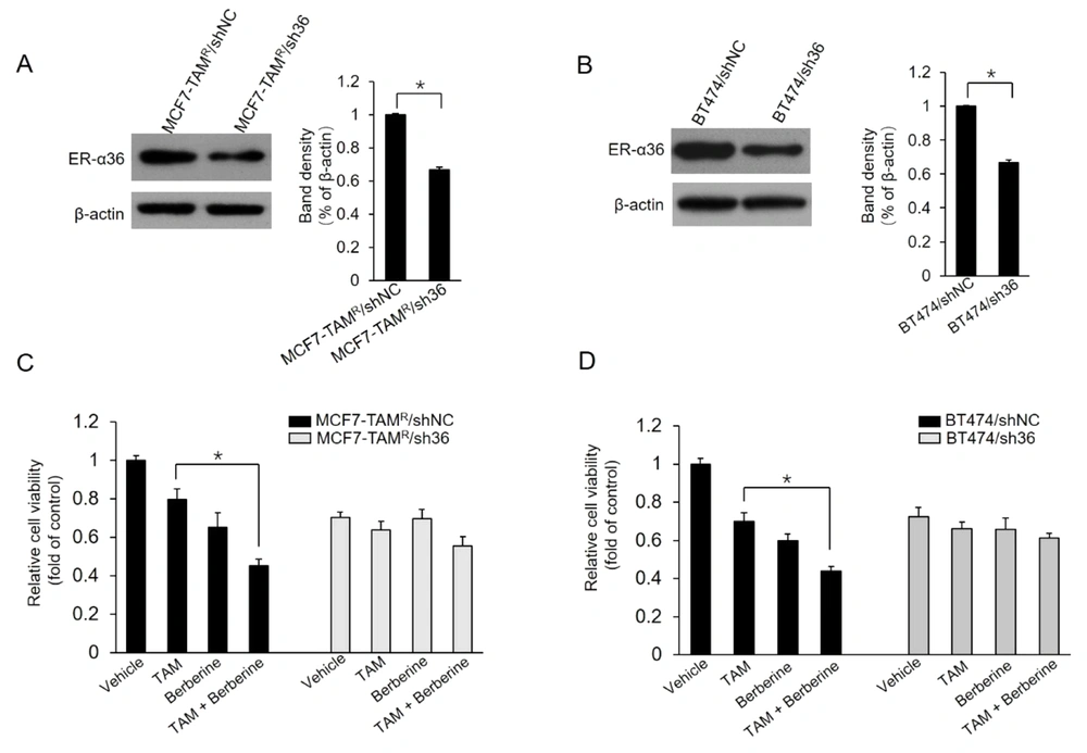 Sensitization of TAM-resistant cells to TAM treatment by estrogen receptor (ER)-α36 knockdown; A and B, ER-α36 expression levels measured in ER-α36 knockdown MCF7-TAM<sup>R</sup>/sh36 (A) and BT-474/sh36 (B) cells using western blot assays; C and D, MCF7-TAM<sup>R</sup>/shNC, MCF7-TAM<sup>R</sup>/sh36, BT-474/shNC, and BT-474/sh36 cells treated with 2 μM TAM together with a vehicle or 5 μM lapatinib for 7 days. The numbers of surviving cells were counted. The columns and bars represent the means of three experiments and the standard error of the mean, respectively (*P < 0.05). Sensitization of TAM-resistant cells to TAM treatment by estrogen receptor (ER)-α36 knockdown; A and B, ER-α36 expression levels measured in ER-α36 knockdown MCF7-TAM<sup>R</sup>/sh36 (A) and BT-474/sh36 (B) cells using western blot assays; C and D, MCF7-TAM<sup>R</sup>/shNC, MCF7-TAM<sup>R</sup>/sh36, BT-474/shNC, and BT-474/sh36 cells treated with 2 μM TAM together with a vehicle or 5 μM lapatinib for 7 days. The numbers of surviving cells were counted. The columns and bars represent the means of three experiments and the standard error of the mean, respectively (*P < 0.05).