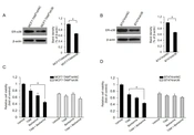 Enhancement of Sensitivity to Tamoxifen by Berberine in Breast Cancer Cells by Inhibiting ER-α36 Expression