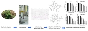 New Cytotoxic Premyrsinane-Type Diterpenes from Euphorbia aleppica Against Breast Cancer Cells