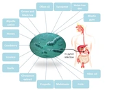 A Comprehensive Review of the Role of Complementary and Dietary Medicines in Eradicating Helicobacter pylori