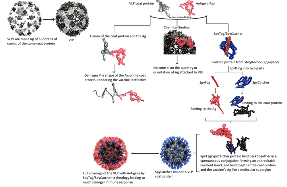 SpyTag/SpyCatcher technology for the development of VLP vaccines. SpyTag/SpyCatcher technology for the development of VLP vaccines.