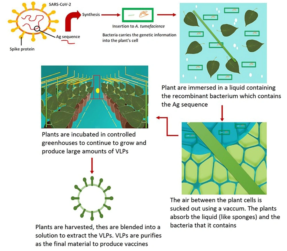 Medicago technology for the development of plant-based VLP vaccines Medicago technology for the development of plant-based VLP vaccines