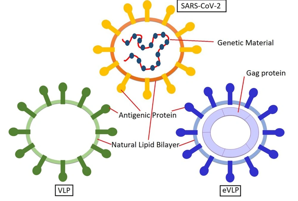 Structure of VLP and eVLP. VBI developed its COVID-19 vaccine based on eVLP technology. Structure of VLP and eVLP. VBI developed its COVID-19 vaccine based on eVLP technology.