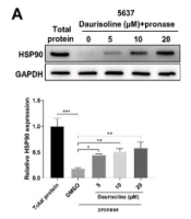 Daurisoline Inhibiting Tumor Angiogenesis and Epithelial-Mesenchymal Transition in Bladder Cancer by Mediating HAKAI Protein Stability