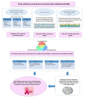 Cover image of the article: Identifying Key Lysosome-Related Genes Associated with Drug-Resistant Breast Cancer Using Computational and Systems Biology Approach