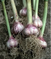 Paving New Roads Using Allium sativum as a Repurposed Drug and Analyzing its Antiviral Action Using Artificial Intelligence Technology