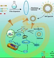 Cover image of the article: Hyaluronic Acid-modified Liposomes for Ursolic Acid-targeted Delivery Treat Lung Cancer Based on p53/ARTS-mediated Mitochondrial Apoptosis