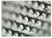 Dissolving Microneedles Loaded with Gestodene: Fabrication and Characterization In Vitro and In Vivo