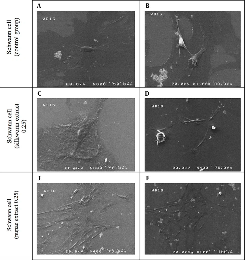 Scanning electron microscopy (SEM): Schwann cells after exposure to mature silkworm extract (C, D) and pupae extract (E, F) compared to the control group (A and B) Scanning electron microscopy (SEM): Schwann cells after exposure to mature silkworm extract (C, D) and pupae extract (E, F) compared to the control group (A and B)