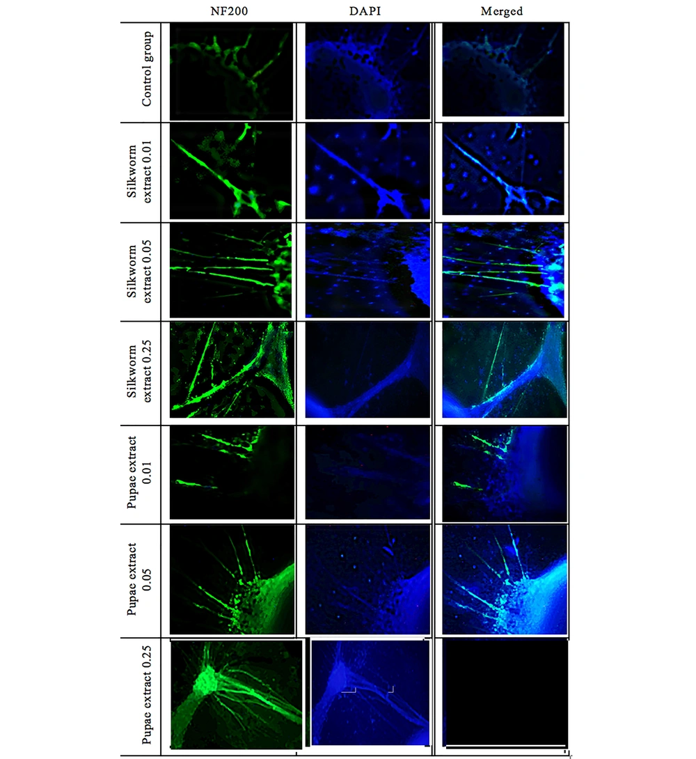 Dorsal root ganglions (DRGs) in the control group and exposed to different doses of mature silkworm (0.01, 0.05, and 0.25 µg/µL) and pupae extract (0.01, 0.05, and 0.25 µg/µL) in terms of length and number of axons under a fluorescent microscope Dorsal root ganglions (DRGs) in the control group and exposed to different doses of mature silkworm (0.01, 0.05, and 0.25 µg/µL) and pupae extract (0.01, 0.05, and 0.25 µg/µL) in terms of length and number of axons under a fluorescent microscope